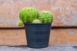 Astuces Jardin : comment rempoter un cactus sans se faire piquer ?