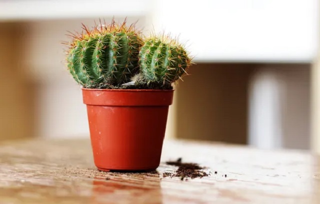  Cactus en pot