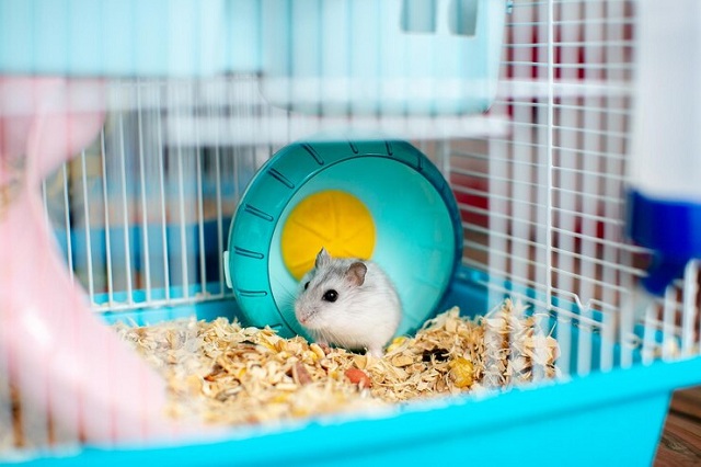 hamster gris clair dans une cage avec une roue turquoise