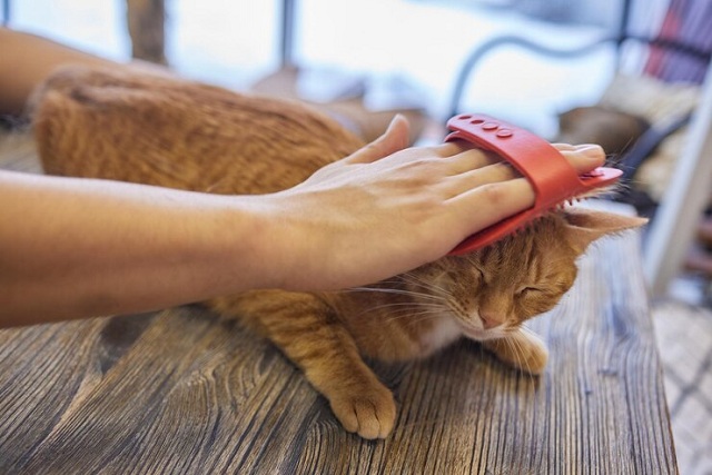 homme toilettant un chat avec des gants spéciaux