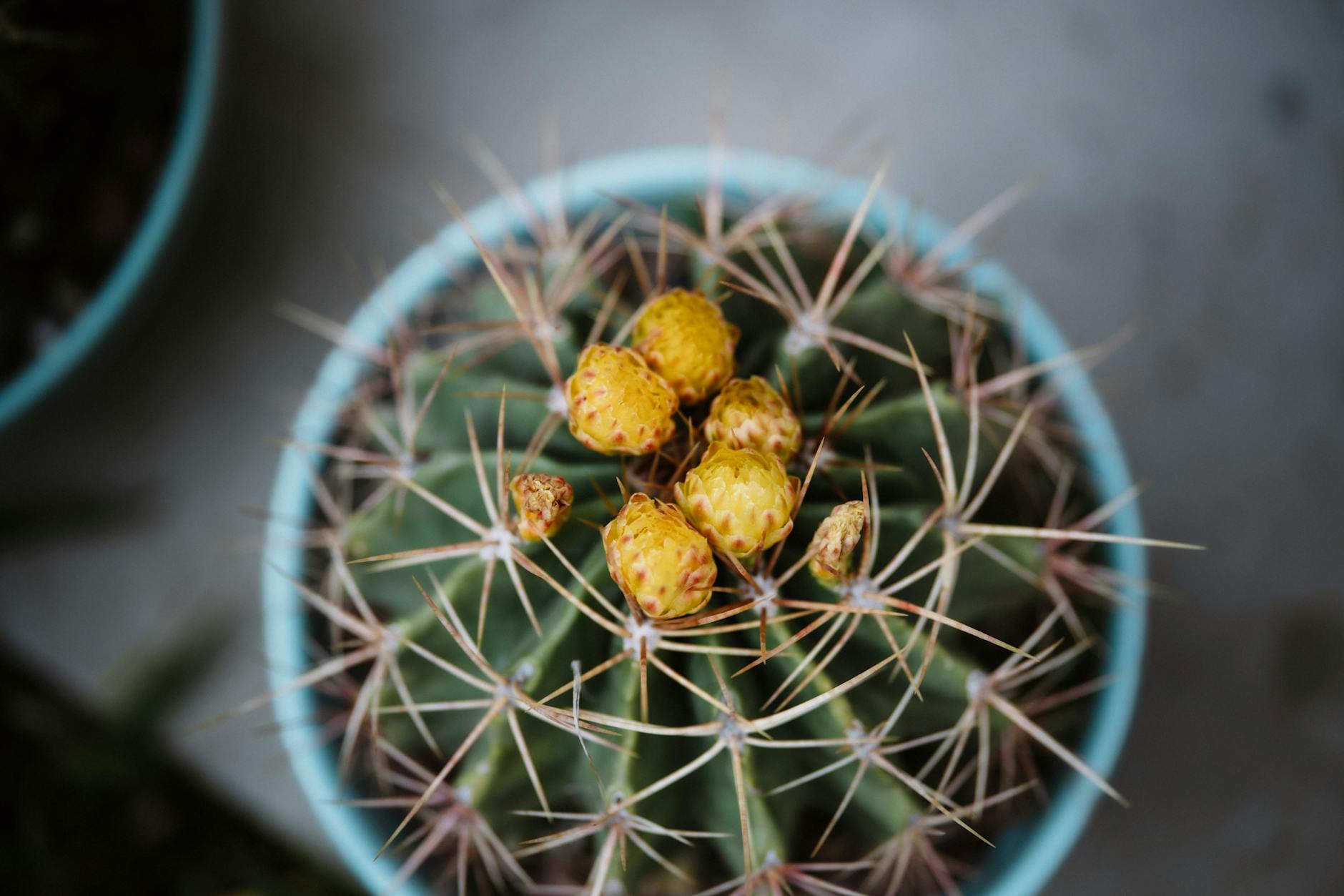 Rempoter un cactus facilement : astuces et terreau adapte