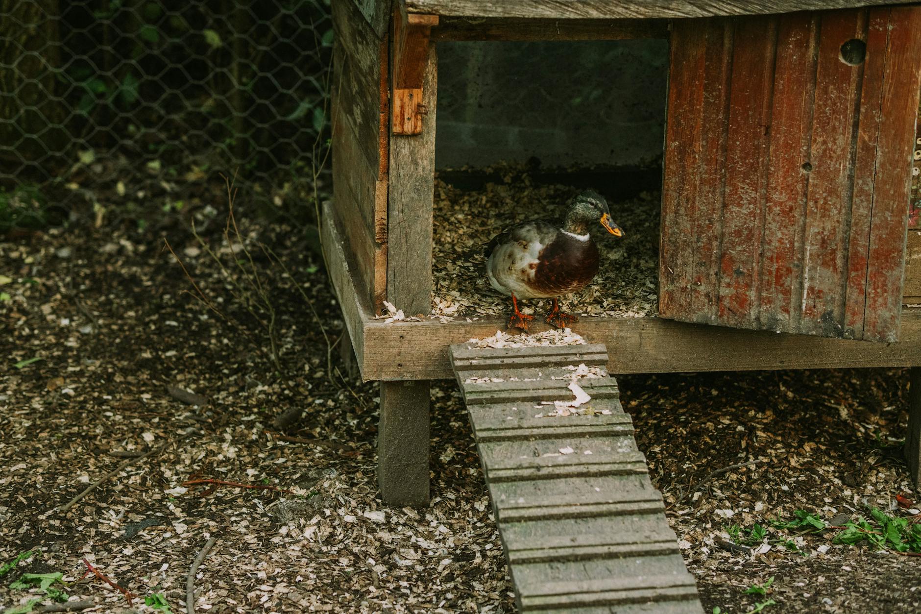 Comment construire un poulailler en bois qui dure : le guide complet