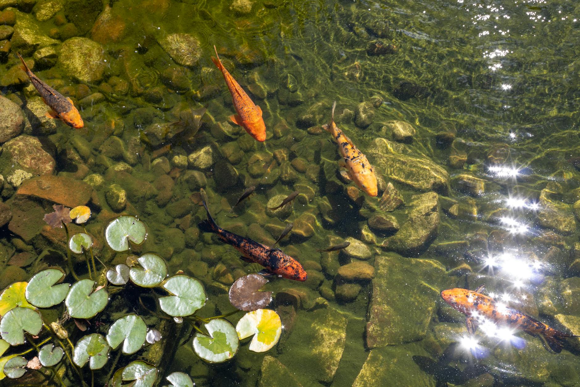 Bassin en béton au jardin : choisir la méthode et éviter les erreurs